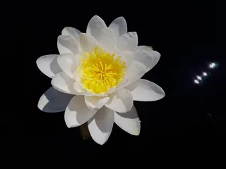 睡莲、睡莲、威廉·杜格、水生植物、花瓣、白色、黄色、水