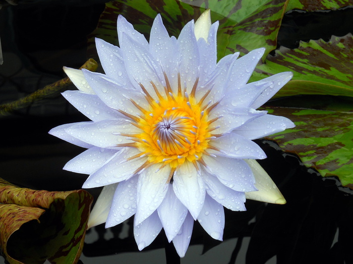蓝色，花朵，花园，睡莲，大自然，睡莲，花瓣，池塘