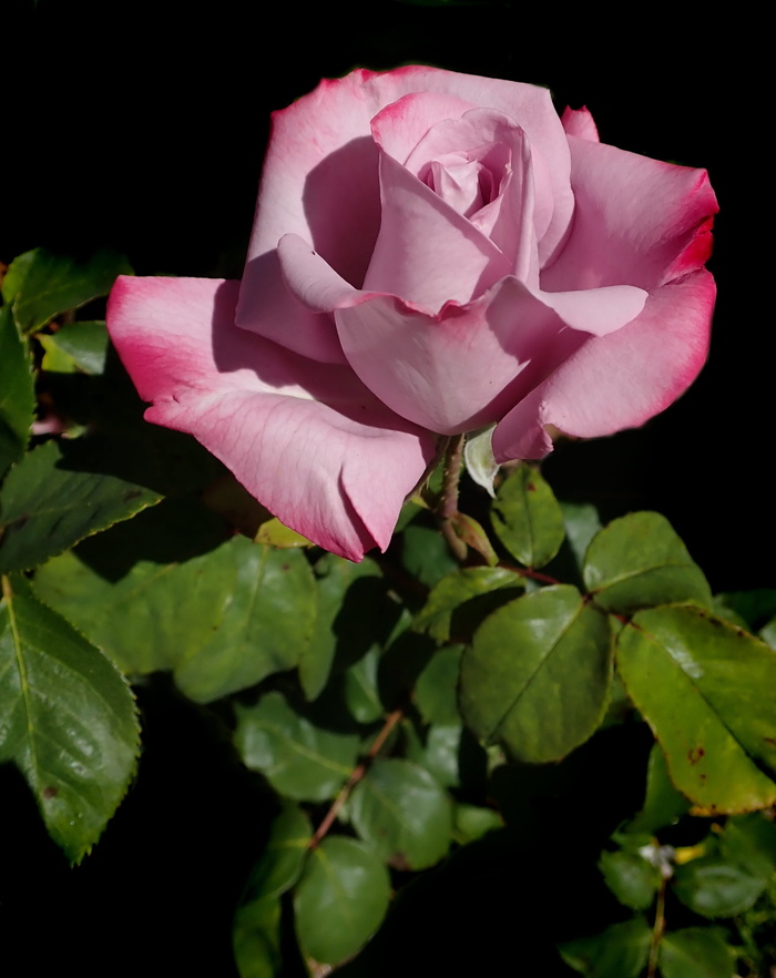 花，玫瑰，香水，淡紫色，花朵，花园，自然，开花植物