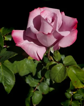 花，玫瑰，香水，淡紫色，花朵，花园，自然，开花植物