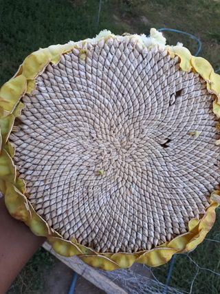 月、核心、gulberoj、图案、特写、帽子、植物、日