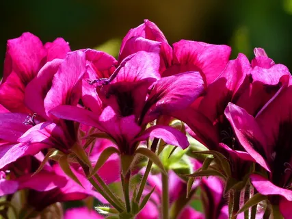 花,粉红色,红色,高贵的天竺葵,英国天竺葵,天竺葵,帝王天竺葵,天竺葵 花,粉红色,红色,高贵的天竺葵,英国天竺葵,天竺葵,帝王天竺葵,天竺葵