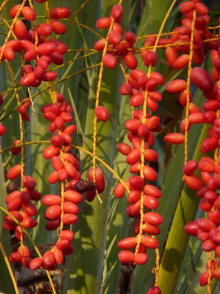 棕榈果, 棕榈种子, 海枣, 凤凰棕榈, 棕榈树, 棕榈, 枣果, 枣