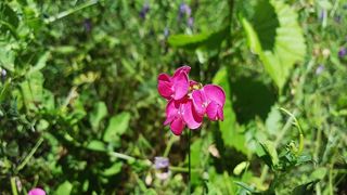lathyrus, lathyrus tuberosus, aardaker, 块茎豌豆, 豆科, 块茎 vetchling, 花生豌豆, 攀缘多年生植物