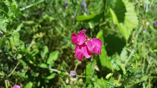 lathyrus, lathyrus tuberosus, aardaker, 块茎豌豆, 豆科, 块茎 vetchling, 花生豌豆, 攀缘多年生植物