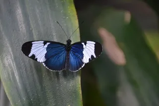 蝴蝶, 蓝色, 与, 自然, 翼, 夏季, 春天, 一种动物
