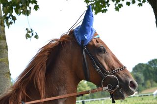 马，头，鼻子，侧面，帽子和耳朵，网，缰绳，棕色