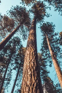 树木的虫眼摄影