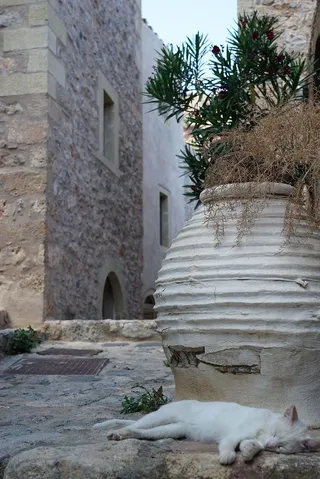 热，猫，心灵的平静，梦想，放松，午睡，建筑，建筑