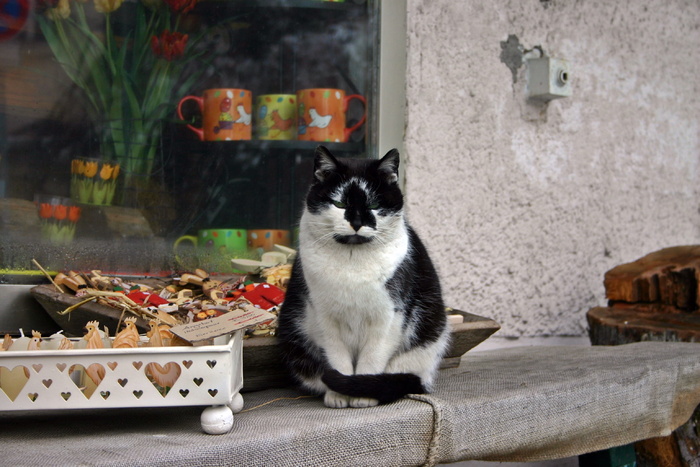 猫，生意，音乐，宠物，动物，宠物，动物，斑点，坐