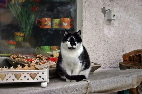 猫,生意,音乐,宠物,动物,宠物,动物,斑点,坐 猫,生意,音乐,宠物,动物,宠物,动物,斑点,坐