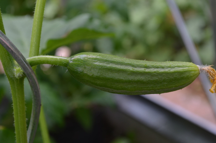 黄瓜、蔬菜、蛇泡菜、绿色、植物、生长、聚焦前景、特写