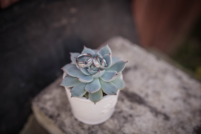 绿色，肉质，植物，白色，花盆，婚礼，情侣，戒指