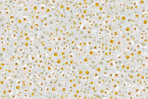 花朵、美丽、白色、春天、植物、纹理、图案、背景