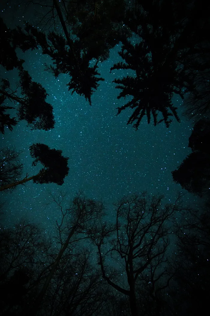 星空下的树木