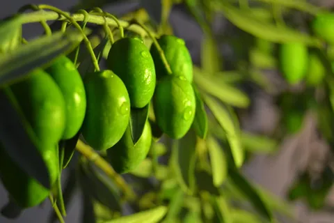 橄榄油泥土收获静物橄榄油安达卢西亚绿色 橄榄油泥土收获静物橄榄油安达卢西亚绿色