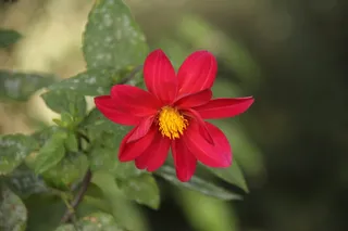 花，盆栽，l，装饰，夏季，植物，开花植物，自然之美