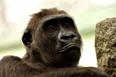 聚焦摄影，猴子，大猩猩，动物，毛茸茸的，杂食动物，野生动物摄影，肖像