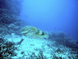 鱿鱼，潜水，水下，水，礁石，水下世界，动物，海底
