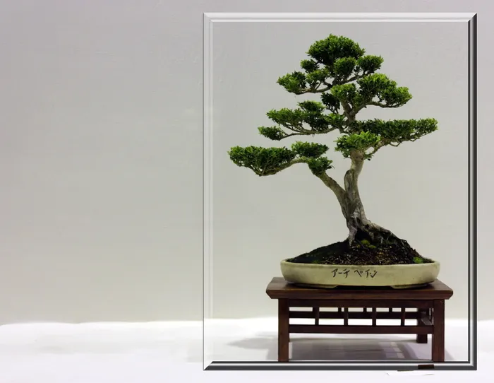 绿色，叶子，盆景植物，盆景，树木，小型，框架，生长