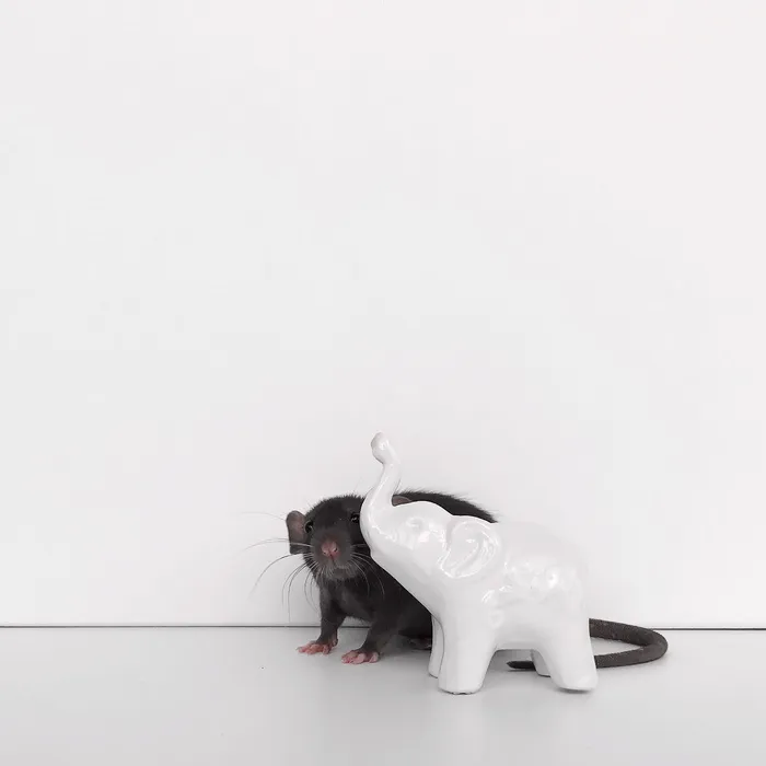 白色陶瓷大象雕像