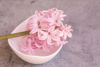 粉色，花朵，白色，陶瓷，碗，风信子，粉色风信子，花朵