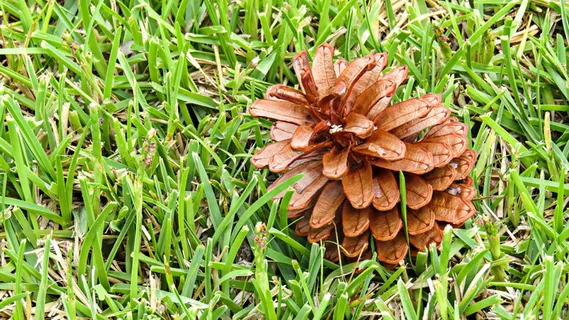 花松,松树,松子,自然,木材,树木,植物,森林 花松,松树,松子,自然,木材,树木,植物,森林