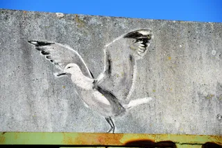 动物，鸟，艺术，墙，格鲁克施塔特，阿姆哈芬53，德国，涂鸦