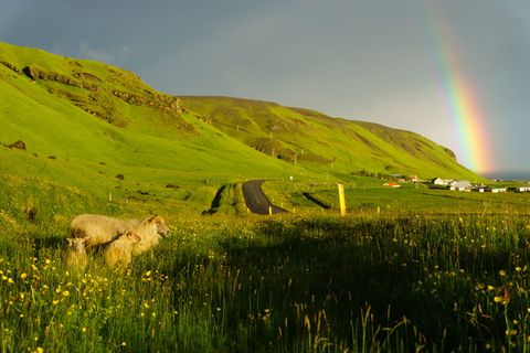 冰岛，维克，草甸，草，彩虹，羊，哺乳动物，自然之美