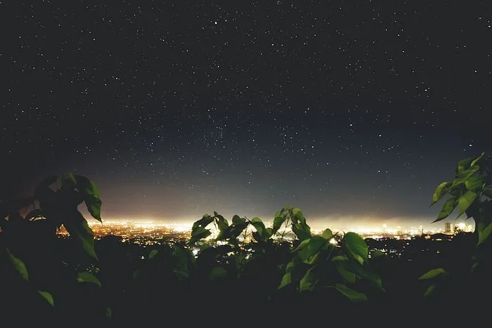 星夜下绿叶植物