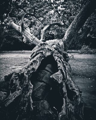 树，黑暗，神秘，美学，景观，威胁，阴郁，怪异