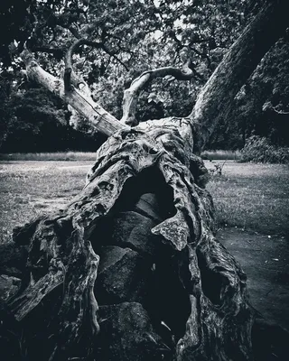 树，黑暗，神秘，美学，景观，威胁，阴郁，怪异