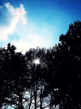 太阳，树木，剪影，云，天空，心情，背光，浪漫