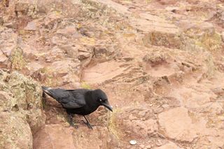 鸟，成员，乌鸦家族，乌鸦家族成员，乌鸦，悬崖，山，白眼