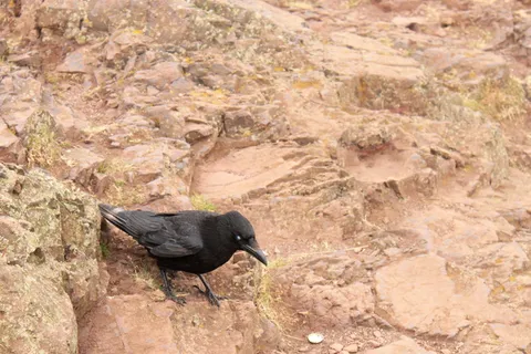 鸟,成员,乌鸦家族,乌鸦家族成员,乌鸦,悬崖,山,白眼 鸟,成员,乌鸦家族,乌鸦家族成员,乌鸦,悬崖,山,白眼