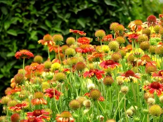 常绿的五颜六色的小花