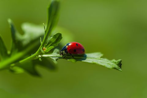 希腊, alimos, 帕尼山, 微距摄影, 花, 植物, 春天, 自然之美