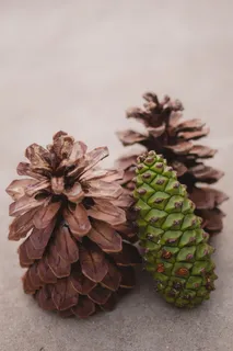 松果 松果
