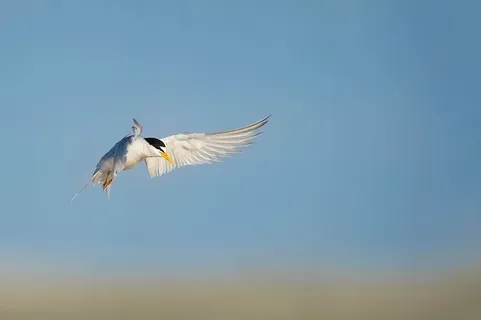 白鸟,白,蓝,鸟,飞行,天空,白天,动物 白鸟,白,蓝,鸟,飞行,天空,白天,动物