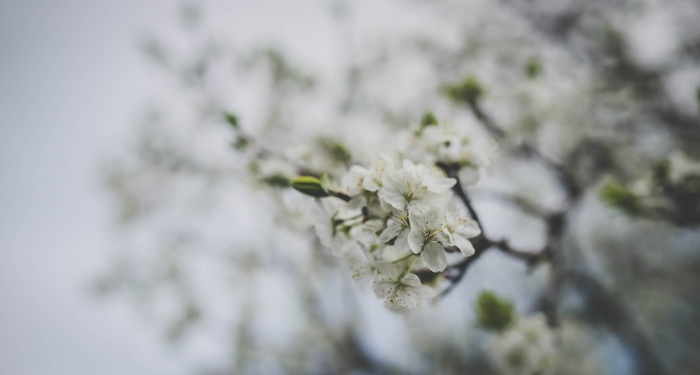 选择性，聚焦照片，白色，樱花，花朵，花朵，花朵，自然