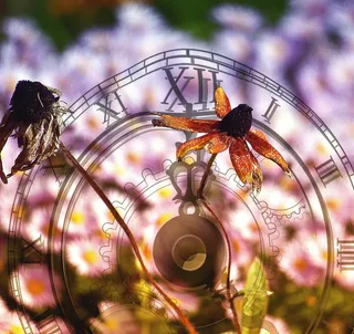 褐色花瓣的花，花，时间，消失，周期性，耐久性，顺序性，一致性