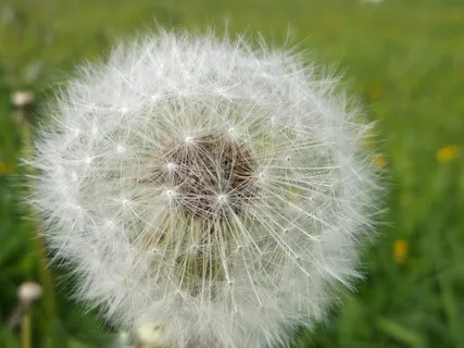 蒲公英, 细节, 宏观, 花, 脆弱, 自然, 花头, 增长 蒲公英, 细节, 宏观, 花, 脆弱, 自然, 花头, 增长