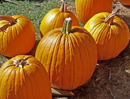 南瓜，橙子，水果，光明，阳光，光明，阳光，白天