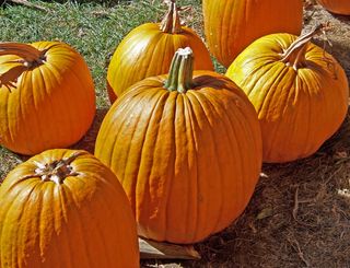 南瓜，橙子，水果，光明，阳光，光明，阳光，白天