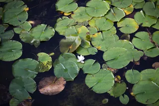 绿色、百合花、百合花、白色、白花、自然、水、池塘