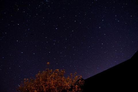 夜晚星星下的树