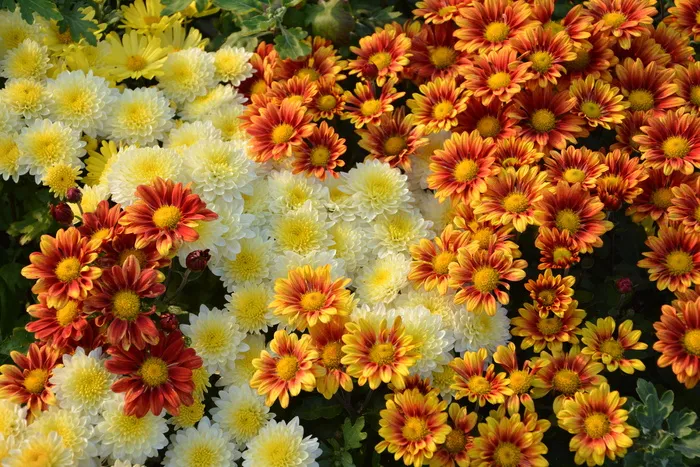 黄色, 红色, 花卉摄影, 花, 自然, 植物, 花园, 夏季