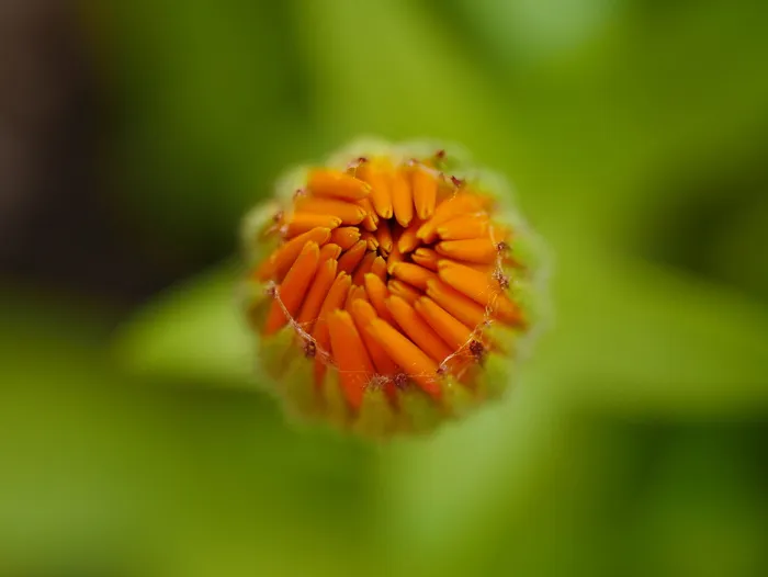 花，橙色，万寿菊，花园，宏观，自然之美，开花植物，特写