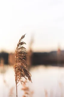 棕色草花,植物,草,草坪,芦苇,鸟,动物,面包 棕色草花,植物,草,草坪,芦苇,鸟,动物,面包