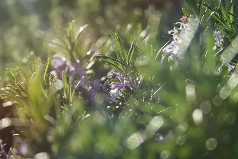 迷迭香,花卉,野花,宏观,自然,生长,植物,选择性聚焦 迷迭香,花卉,野花,宏观,自然,生长,植物,选择性聚焦